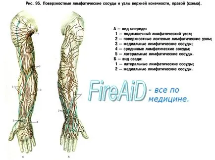 Анатомия на лимфните възли и съдове на горните крайници (ръце)
