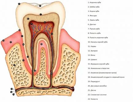 Anatomie dinți umani ale maxilarului inferior și superior