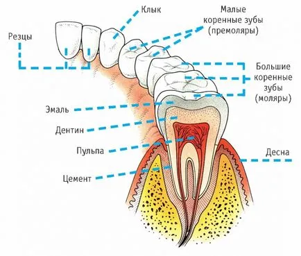Анатомия човешките зъби на горните и долните челюсти