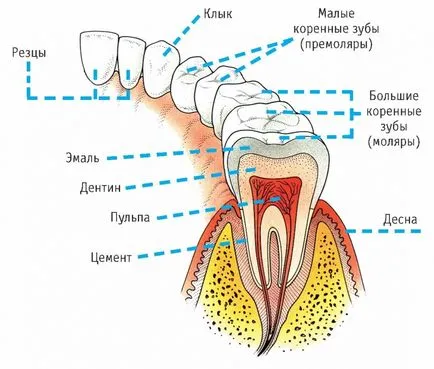 Anatomie dinți umani ale maxilarului inferior și superior