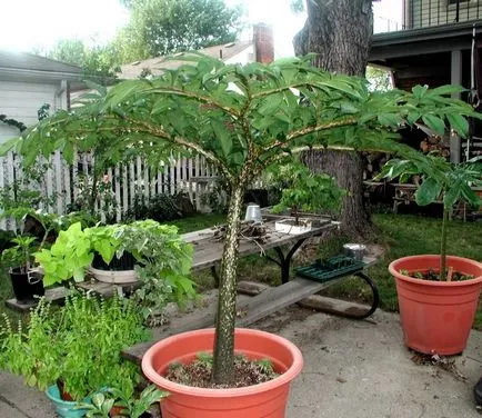 Amorphophallus fotó, otthoni gondozást, milyen típusú növények és azok jellemzői