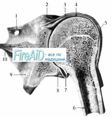 gât anatomica de humerus