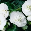 Begonia elatior точно за цвете грижи