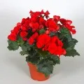 Begonia elatior точно за цвете грижи