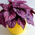 Begonia elatior точно за цвете грижи