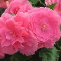 Begonia elatior точно за цвете грижи