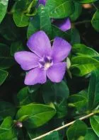 Vinca - brebenoc, Vinca, flori