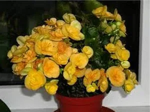 Begonia elatior - грижи, репродукция в дома