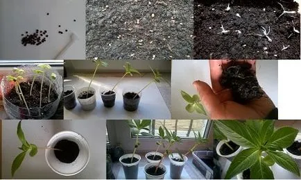 Impatiens sfaturi practice privind îngrijirea și cultivarea