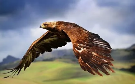 Berkut - habitat al acvila - numărul de vulturi aurii