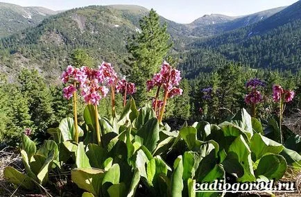 plantă Badan