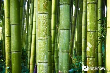 Bamboo растящ от семена и грижи в къщи