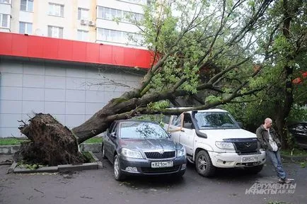 Feriți-vă, mașina! Ce se poate face în cazul în care mașina un copac a căzut, sfaturi practice, auto,