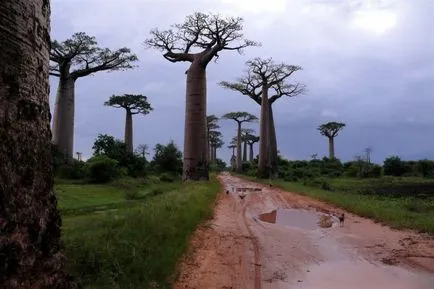 Baobab - una dintre plantele cele mai misterioase