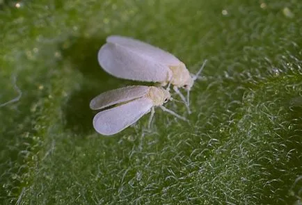 Whitefly pe plante de interior - cauzele și căile de combatere