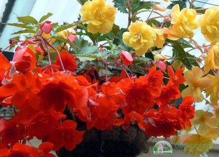 Begonia elatior - îngrijirea corespunzătoare a plantelor