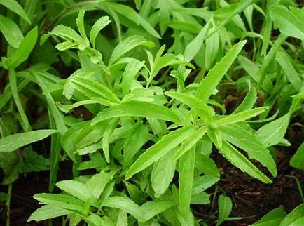 Bergamot (iarbă) proprietăți utile și contraindicații