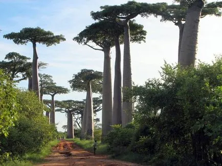 Baobab - az egyik legrejtélyesebb növények