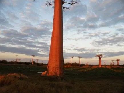 Baobab - az egyik legrejtélyesebb növények