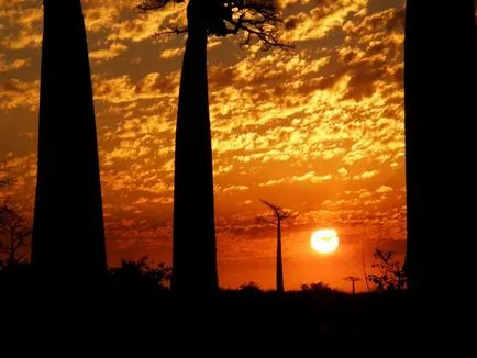 Baobab - az egyik legrejtélyesebb növények