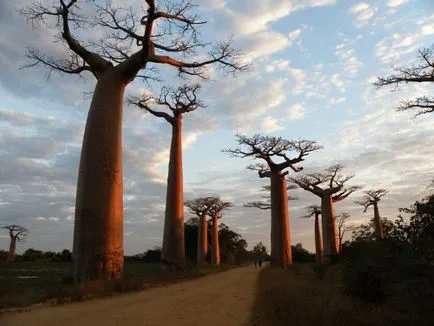 Baobab - az egyik legrejtélyesebb növények