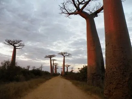 Baobab - az egyik legrejtélyesebb növények