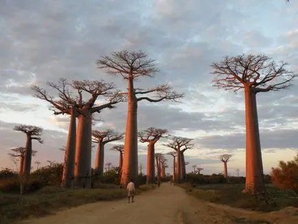 Baobab - una dintre plantele cele mai misterioase