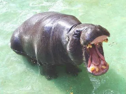 Hippo, foto