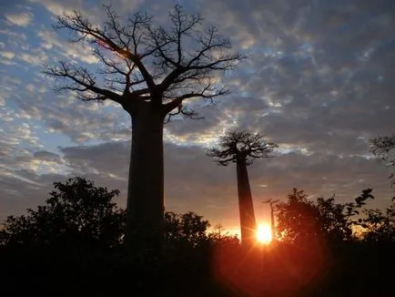 Baobab - az egyik legrejtélyesebb növények