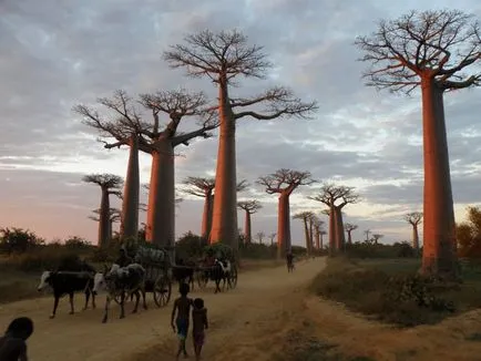 Baobab - una dintre plantele cele mai misterioase