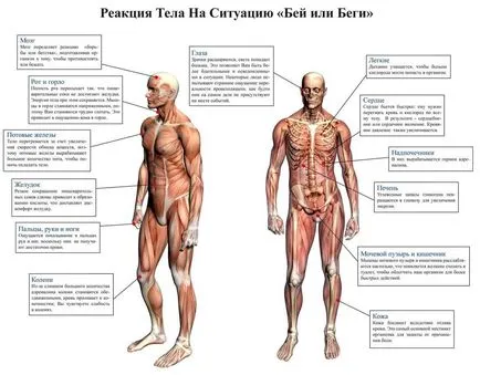 Lupta sau zbor „ca organismul raspunde la un sentiment de frică