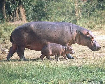 Hippo, foto