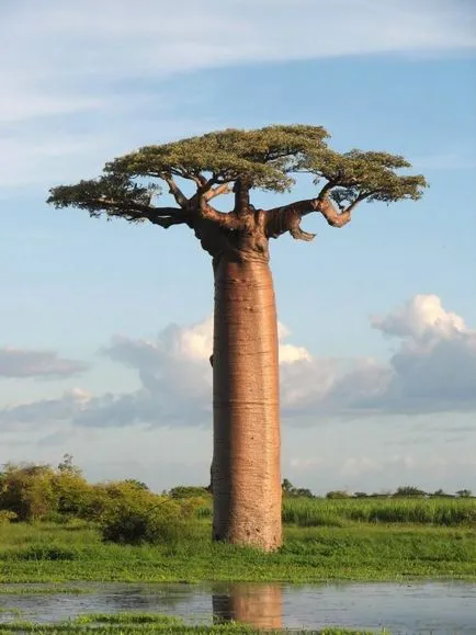 Baobab - az egyik legrejtélyesebb növények