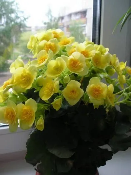 Begonia elatior точно за цвете грижи