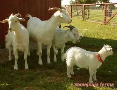 Бизнес в отглеждането на кози - коза - за разплод - библиотека - семейна ферма