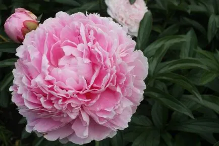 Betegségek és kártevők peonies fotó, leírás és a kezelés