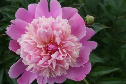 Betegségek és kártevők peonies fotó, leírás és a kezelés