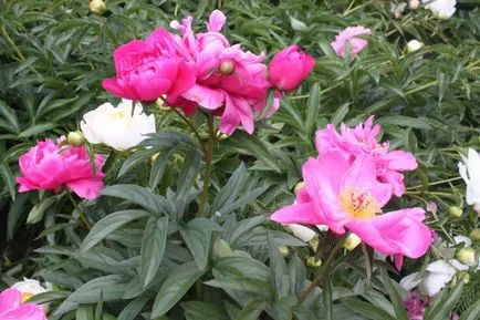 Betegségek és kártevők peonies fotó, leírás és a kezelés