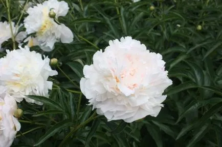 Betegségek és kártevők peonies fotó, leírás és a kezelés