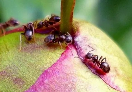 Betegségek és kártevők peonies fotó, leírás és a kezelés