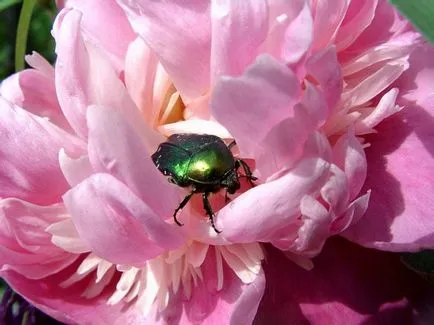 Betegségek és kártevők peonies fotó, leírás és a kezelés