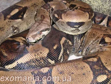 Boa constrictor (boa vulgare)