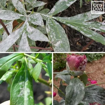 Betegségek és kártevők peonies fotó, leírás és a kezelés