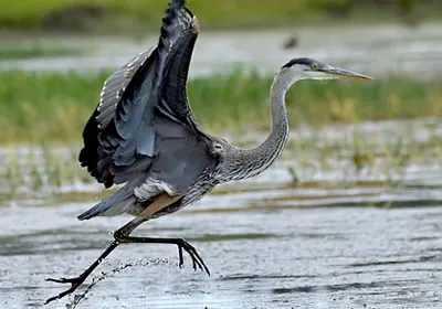 Heron, a háziállatok