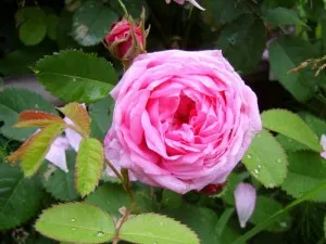 Ceai Rose descriere și o fotografie a unei flori