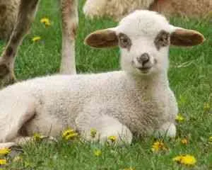 Mi a takarmány a bárányokat, hasznos információkat, csincsilla irha