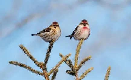 Брезова скатия (Carduelis flammea) описание, местообитание, видове, снимка, гласът