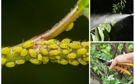 Plantele tratate cu afide în timpul fructoase