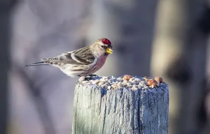 Брезова скатия (Carduelis flammea) описание, местообитание, видове, снимка, гласът