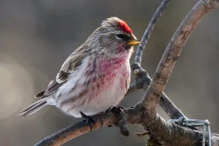 Брезова скатия (Carduelis flammea) описание, местообитание, видове, снимка, гласът